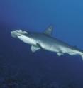 New look-alike species may muddy the water for an endangered hammerhead.