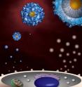 Gold particles modified with chemical residues interact with immune cells.