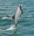 This is a female Hector's dolphin jumping off Banks Peninsula, New Zealand, inside the Banks Peninsula Marine Mammal Sanctuary.