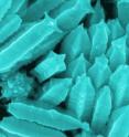 Nanostarfruits begin as gold nanowires with pentagonal cross-sections. Rice chemist Eugene Zubarev believes silver ions and bromide combine to form an insoluble salt that retards particle growth along the pentagons' flat surfaces.