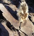 A meerkat perches atop rocks bearing the fossil impressions of raindrops that fell in South Africa 2.7 billion years ago.