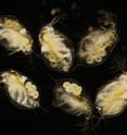 A new study led by Georgia Tech found that a lake's ecological characteristics influence how <I>Daphnia dentifera</I> quickly evolve to survive epidemics of a virulent yeast parasite <I>Metschnikowia bicuspidata</I>. The <I>Daphnia dentifera</I> individuals on the top right and bottom middle of this image are uninfected; the other four <I>Daphnia</I> are infected with <I>Metschnikowia</I>.