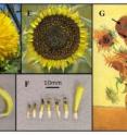 The most common, wild-type sunflower variety is shown in box A, and its florets are shown in B. Box C shows a double-flowered mutant variety, with its florets shown in D. Box E shows the tubular variety, with its florets shown in F. The arrows in box G indicate the double-flowered mutants depicted in van Gogh’s Still Life: Vase with Fifteen Sunflowers.