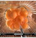 The cantaloupe awaits homogenization in the blender before it is tested for ripeness using the electronic nose.