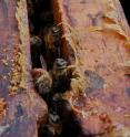 When faced with pathogenic fungi, bees line their hives with more propolis -- the waxy, yellow substance seen here. Propolis is a combination of plant resins and wax that has antifungal and antibacterial properties.