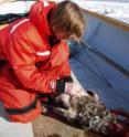 The gray seals in the Baltic Sea compete for fish with the fishing industry.