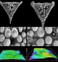 The strange "throat teeth" of the cichlid fish <I>Astatoreochromis alluaudi</I>. The colored images at the bottom show contoured surfaces (140 micrometers across) showing the difference in roughness between cichlids that eat hard food (right) and those that don't (left).