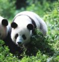 The state-of-the-art Chengdu Research Base of Giant Panda Breeding has provided an unprecedented opportunity for researchers to study multiple pandas in a single location. The state-of-the-art Chengdu Research Base of Giant Panda Breeding has provided an unprecedented opportunity for researchers to study multiple pandas in a single location.
