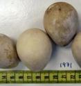 This image shows five of 10 entire Guineafowl eggs regurgitated by a Burmese python.