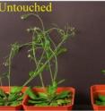 Plant growth is affected by touch. <I>Arabidopsis</I> plants that were touched several times each day (right) grew shorter stems than those that were untouched (left). Rice University biologists found that this growth response is controlled by a plant hormone that protects plants from insects and fungal infections.