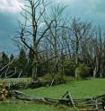 This shows a range of chestnut trees that fell victim to chestnut blight. The disease, introduced to North America around 1900, is caused by the pathogenic fungus<I> Cryphonectria parasitica.</I>