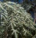 This shows high densities of the hemlock woolly adelgid, an insect native to East Asia that feeds by sucking sap from hemlock trees. In North America, it poses a major threat to eastern and Carolina hemlocks.