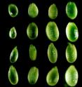 Small RNAs affect development of seeds. These are arabidopsis seeds three, four, five, six and seven days after pollination (left to right). First row: diploid seeds. Second row: seeds from a cross between a diploid mother and tetraploid father. Third row: seeds from a cross between a tetraploid mother and diploid father. Fourth row: tetraploid seeds. Note that seeds in the third row (five to six days after pollination) are much smaller than those in the second row as a result of increased maternally inherited small RNAs.