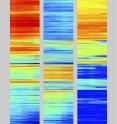 These bars summarize the epigenetic markers correlated with RNA-expression levels for each of about 20,800 known genes in the mouse genome. The left column shows epigenetic markers correlated with activation, the middle shows repression markers, and the right shows the RNA levels expressed by the corresponding genes. Reading across each row, genes that change expression or epigenetic markers during T-cell development change color. Red denotes the highest level of epigenetic marking or RNA expression, while blue denotes the lowest. These bars summarize the epigenetic markers correlated with RNA-expression levels for each of about 20,800 known genes in the mouse genome. The left column shows epigenetic markers correlated with activation, the middle shows repression markers, and the right shows the RNA levels expressed by the corresponding genes. Reading across each row, genes that change expression or epigenetic markers during T-cell development change color. Red denotes the highest level of epigenetic marking or RNA expression, while blue denotes the lowest.