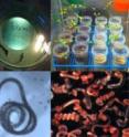 Many different species of nematodes were found by the Sternberg lab to communicate using the same types of chemical cues.