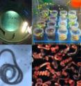 Many different species of nematodes were found by the Sternberg lab to communicate using the same types of chemical cues. Many different species of nematodes were found by the Sternberg lab to communicate using the same types of chemical cues.