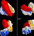 This is an image showing the reaction between a grain of sodium carbonate (red) and two grains of silica (blue and yellow) observed at various temperatures and from different angles. These reactions produced sodium silicates, the precursors of glass. Note the movement of the grain of sodium carbonate which successively attaches to each of its neighbors. These movements favor progression of the reaction. The grain of sand measures about 100 micrometers across.
