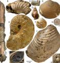 This image shows the variety of invertebrate fossils collected from the methane seep studied for this research. The scale bar applies to all except A, D, H and K. This image shows the variety of invertebrate fossils collected from the methane seep studied for this research. The scale bar applies to all except A, D, H and K.