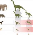 While mammals occupied the various ecological niches with different species (left), the egg-laying dinosaurs occupied the same niches with few large species -- in their respective different growth stages (right). Consequently, there was no room in the niche for smaller and medium-sized species (far right). The absence of species in the smaller and medium size range proved disastrous for them during the mass extinction as it obliterated all the large species and there were not enough small species of dinosaur that could have reoccupied the vacant niches.