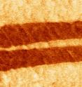ORNL researchers detected for the first time ferroelectric domains (seen as red stripes) in the simplest known amino acid -- glycine.
