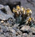 Alpine flowers which only grow on a few mountain peaks are highly endangered through climate warming and increasing summer drought. For example, plants restricted to the high zone of Sierra Nevada, such as <I>Linaria glacialis</I>.