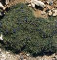 <I>Anchusa caespitosa</I> in Crete are expected to lose their habitats through accelerating climate change.