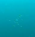 This image shows damselfish larvae (<i>Chromis atripectoralis</i>) swimming freely in the open ocean, all in the same direction. In an article entitled: “Orientation behavior in fish larvae: A missing piece to Hjort's critical period hypothesis” that appears in the latest edition of the <i>Journal of Theoretical Biology, </i>scientists Erica Staaterman, Claire Paris and Judith Helgers demonstrate that despite very low swimming speeds -- about a few centimeters per second -- orientation behavior during early stages is critical to bringing larvae back to their juvenile habitat. In other words, baby reef-fish must possess, as early as possible, the ability to sense cues from the habitat that help them to navigate and survive their phase out in the open ocean. This image shows damselfish larvae (<i>Chromis atripectoralis</i>) swimming freely in the open ocean, all in the same direction. In an article entitled: “Orientation behavior in fish larvae: A missing piece to Hjort's critical period hypothesis” that appears in the latest edition of the <i>Journal of Theoretical Biology, </i>scientists Erica Staaterman, Claire Paris and Judith Helgers demonstrate that despite very low swimming speeds -- about a few centimeters per second -- orientation behavior during early stages is critical to bringing larvae back to their juvenile habitat. In other words, baby reef-fish must possess, as early as possible, the ability to sense cues from the habitat that help them to navigate and survive their phase out in the open ocean.