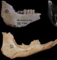 <I>Myotragus balearicus </I>lower jaws. The upper part shows the jaw of a young adult specimen with extremely high teeth. The upper right image corresponds to the x-ray of the jaw. The jaw below belongs to a very old specimen, which shows fully worn teeth, i.e., without enamel.