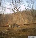 This is the first know camera trap photo of an Amur leopard in China. This is the first know camera trap photo of an Amur leopard in China.