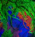 The growth of the zebrafish heart from embryo to adult is tracked using colored cardiac muscle clones, each containing many cellular progeny of a single cardiac muscle cell. Here, a large clone of green
cardiac muscle cells (top) expands over the surface of many smaller clones
in a growing heart.
