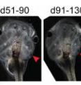 Developmental biologists at Tufts University have identified a "self-correcting" mechanism by which developing organisms recognize and repair head and facial abnormalities.   The research, reported in the May 2012 issue of the journal <i>Developmental Dynamics</i>, used a tadpole model to show that developing organisms are not genetically "hard-wired" with a set of pre-determined cell movements that result in normal facial features. Instead, the study shows that cell groups are able to measure their shape and position relative to other organs and perform the movements and remodeling needed to compensate for significant patterning abnormalities.  Here three abnormal facial structures on the right side of a tadpole self-repair over time. On days 9 to 23, the branchial arch, or gill, (arrowhead) is almost flat rather than displaying the expected curvature, the right side of the jaw (arrow) is deformed, and the right eye is out of position and displays a "chocolate kiss" shape. By day 131-170, the branchial arch has become curved, the jaw displays the expected "U" shape and the right eye has moved up to align with the left eye and has a more rounded shape.