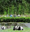 Tourists view pandas in the Wolong Nature Reserve in southwestern China. Tourists view pandas in the Wolong Nature Reserve in southwestern China.