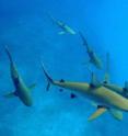 Curious gray reef sharks (<i>Carcharhinus amlyrhynchos</i>) at Kure Atoll in the Papahanaumokuakea Marine National Monument, Hawaii were studied as part of a study published April 25 in the journal <i>Conservation Biology</i>. An international team of marine scientists provide the first estimates of reef shark losses in the Pacific Ocean using underwater surveys conducted over the past decade across 46 US Pacific islands and atolls, as part of NOAA's extensive Pacific Reef Assessment and Monitoring Program. The team compared reef shark numbers at reefs spanning from heavily impacted ones to those among the world's most pristine. The results are sobering.