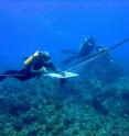 Using an innovative survey method, called "towed-diver surveys," involve paired SCUBA divers recording shark sightings while towed behind a small boat. This approach was designed specifically for the census of large, highly mobile reef fishes including sharks.