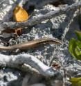 Twenty-four new species of lizards known as skinks have been discovered on Caribbean islands by a team led by Blair Hedges, of Penn State University, who has described the species scientifically. Half of these new species already may be extinct or close to extinction. The loss of many skink species can be attributed primarily to predation by the mongoose -- a predatory mammal that was introduced by farmers. Other types of human activity, especially the removal of forests, also are to blame, according to the researchers. This picture is of one of the new species, an Caicos Islands skink.