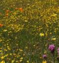 Native wildflowers still dominate this prairie-like California serpentine grassland.