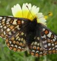 Serpentine grasslands are home to the endangered Bay Checkerspot butterfly.