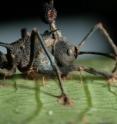 A parasite that fights the zombie-ant fungus has yielded some of its secrets to an international research team led by David Hughes of Penn State University. The research reveals, for the first time, how an entire ant colony is able to survive infestations by the zombie-ant fungus, which invades an ant's brain and causes it to march to its death at a mass grave near the ant colony, where the fungus spores erupt out of the ant's head. This photo shows a zombie ant with the brain-manipulating fungus (<i>Ophiocordyceps unilateralis s.l.</i>) having been castrated by an hyperparasite fungus (white with yellow material).