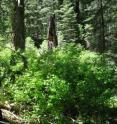 A handful of large-diameter trees per acre, such as these incense cedars, together with remains of big trees like the three-foot-wide white fir snag and downed debris account for half the forest biomass at a Yosemite National park study site. A handful of large-diameter trees per acre, such as these incense cedars, together with remains of big trees like the three-foot-wide white fir snag and downed debris account for half the forest biomass at a Yosemite National park study site.