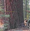Washington State University's Mark Swanson pulls a tape tight around a 4-foot-wide sugar pine, one of the 34,500 live trees counted and tagged for long-term study in a Yosemite National Park study plot. Washington State University's Mark Swanson pulls a tape tight around a 4-foot-wide sugar pine, one of the 34,500 live trees counted and tagged for long-term study in a Yosemite National Park study plot.