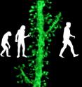 A team led by Scripps Research Institute scientists has found evidence that, as humans evolved, an extra copy of a brain-development gene allowed neurons to migrate farther and develop more connections.