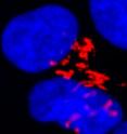 This is an image depicting active Bax (red) located at Golgi of human embryonic stem cells.  Nuclei are stained in blue.