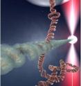 After a DNA molecule breaks, the broken ends search for an intact DNA region with the same sequence in order to get repaired. The image shows an artist impression of the contact point between a RecA-protein DNA molecule (the "broken end"; horizontal) and a DNA molecule (vertical), where it is probed whether both molecules have the same sequence. If they do not, they will break the contact. If the same sequence is found however, the molecules stably bind and the repair process is initiated. The present study discovered the mechanism of the recognition process from dual molecule experiments where individual DNA molecules can be manipulated with beads.