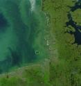 The algae bloom in the German Bight spreads along the East and West Frisian coast. The satellite image from 2011 also shows the sediment discharge of the rivers Elbe and Weser that mix with the algae bloom. The island Helgoland is encircled in yellow.