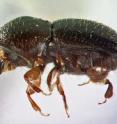 This photo shows a close-up of the Tea Shot Hole Borer, which spreads a fungus that threatens avocado and other trees.