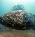 The critically endangered Atlantic goliath grouper, <i>Epinephelus itajara</i>, is from the subtropical and tropical Atlantic.