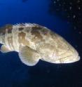 The orange-spotted grouper, <i>Epinephelus coioides</i>, from the Indo-Pacific is categorized as Near Threatened.