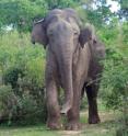 Habitat loss, poaching, and the conflict between elephant and man has caused a 95 percent loss in Asian elephant (<i>Elephas maximus</i>) historical distribution range.