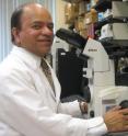 Dipak Sarkar, professor in the Department of Animal Sciences at the Rutgers School of Environmental and Biological Sciences and his research team have been able to take a new pharmacological approach to activate the immune cells to prevent cancer growth through stimulation of the opiate receptors found on immune cells.