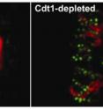 Mitotic spindle-chromosome attachments, marked in green, become unstable (on the right) compared to normal (on the left). Mitotic spindle-chromosome attachments, marked in green, become unstable (on the right) compared to normal (on the left).